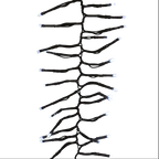 240 LED Cluster Lights Black Wire - White