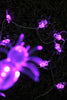 10 LED Fairy Light Clear Spider Purple Light - Battery Operated