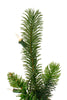 6ft Prelit Tapered Salem Christmas Pine Tree 1145 Tips, 350 Lights 