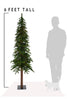 6Feet Tall  Natural Alpine Tree