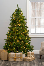 Real Christmas Prelit Calgary Spruce Tree with Warm White Lights