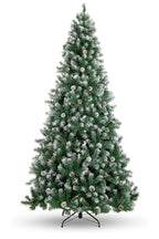 Perfect Christmas Frosted Oregon Fir with Snow Dusted Pine Cones