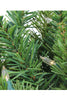 Real Tips Prelit Tapered Salem Pine Wreath